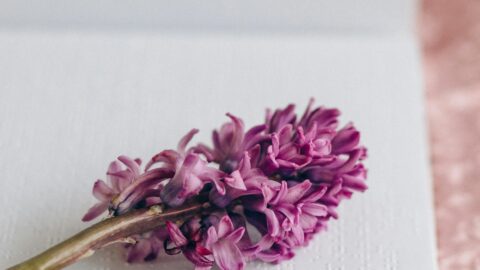 The image shows a close-up of a purple hyacinth flower resting on an open Braille book. The book's pages are embossed with raised dots, making the text accessible for blind or visually impaired readers. The background features a soft, pink velvet-like fabric, adding warmth and texture to the scene.