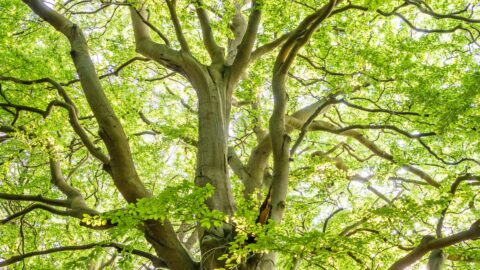 A big, beautiful tree with a thick trunk and tons of twisting branches covered in bright green leaves. Sunlight peeks through the leaves, creating a warm, glowing effect. The photo is taken from below, looking up, making the tree feel even more massive and full of life.