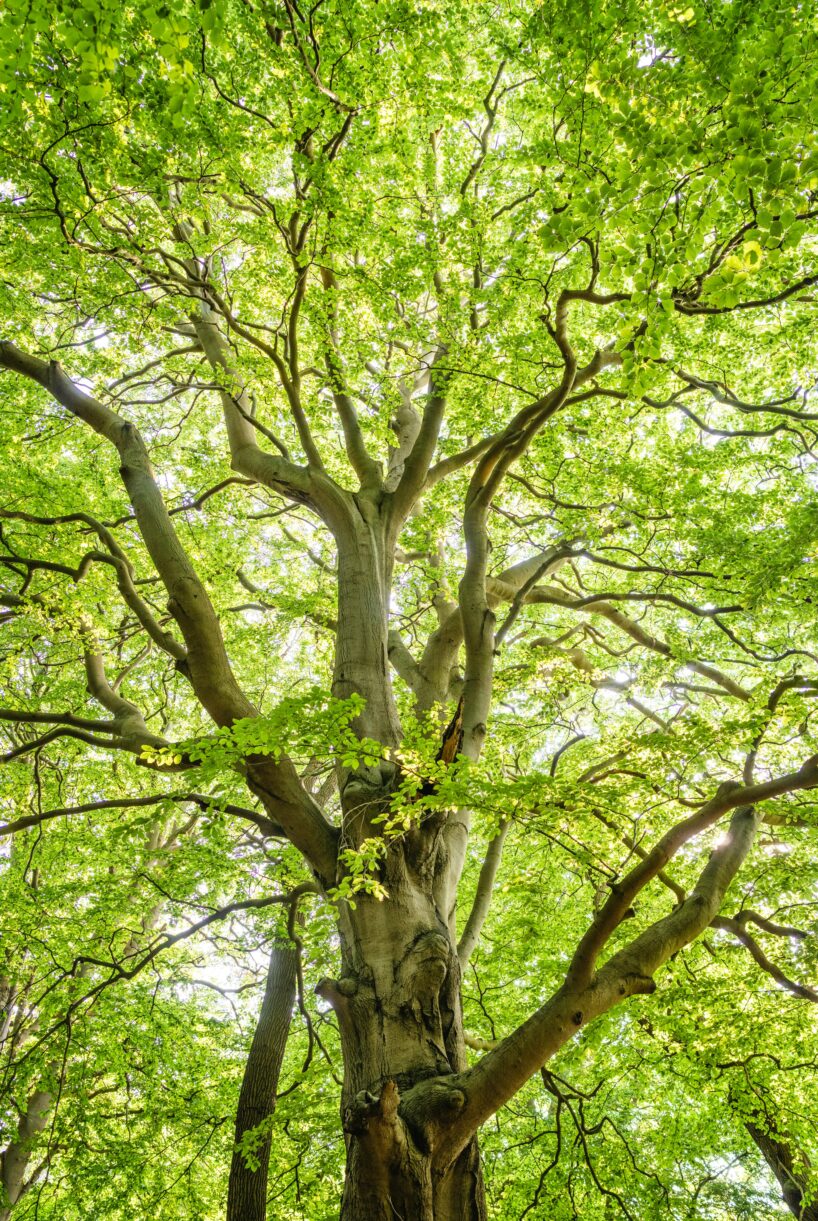 A big, beautiful tree with a thick trunk and tons of twisting branches covered in bright green leaves. Sunlight peeks through the leaves, creating a warm, glowing effect. The photo is taken from below, looking up, making the tree feel even more massive and full of life.